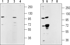 TRPM5 Blocking Peptide