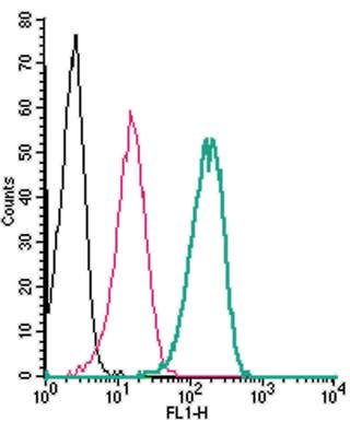 Anti-TRPM6 (extracellular) Antibody