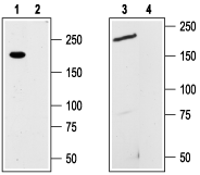 TRPM7 Blocking Peptide