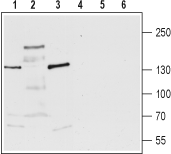 TRPM3 (extracellular) Blocking Peptide