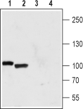 TRPP1/PKD2 Blocking Peptide