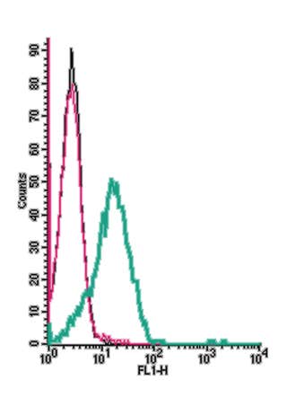 Anti-Human Orai1 (extracellular) Antibody
