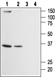 Orai2 Blocking Peptide