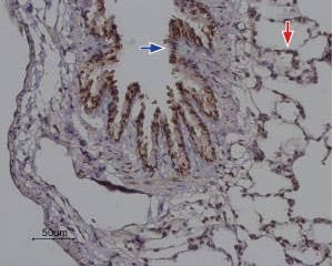 Anti-Orai2 Antibody