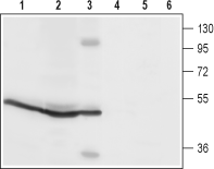 Anti-Orai1 (extracellular) Antibody - Carrier Free