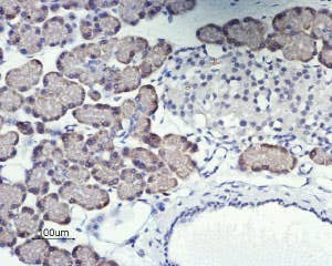 Anti-Orai1 (extracellular) Antibody