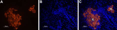Anti-STIM1 (extracellular)-ATTO Fluor-550 Antibody