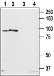 STIM2 Blocking Peptide