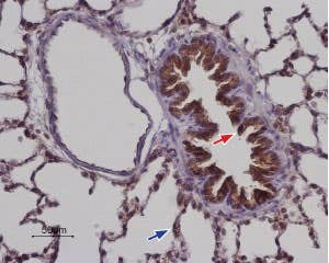 Anti-STIM2 Antibody
