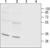 Anti-Orai3 Antibody