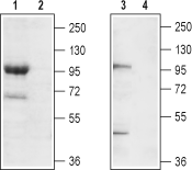 Anti-TRPC7 (extracellular) Antibody