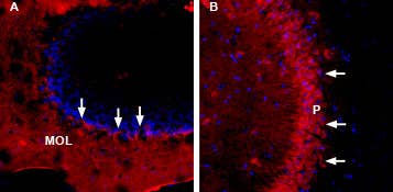 Anti-TMEM66-ATTO Fluor-594 Antibody