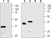 TMEM66 Blocking Peptide