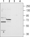 TPCN1 Blocking Peptide