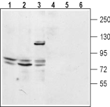TPCN2 Blocking Peptide