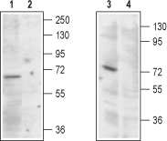 TRPML1/Mucolipin 1 Blocking Peptide