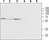 TRPML2/Mucolipin-2 Blocking Peptide