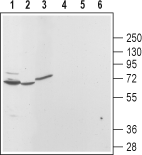 Anti-TRPML3 (Mucolipin 3) Antibody - Carrier Free