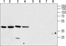 CALHM1 Blocking Peptide