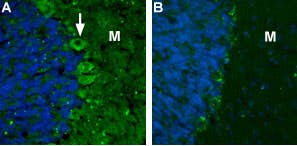 Anti-CACNA2D2 (Ca<sub>V</sub>α2δ2) (extracellular) Antibody