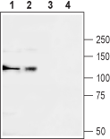 CACNA2D3/Cavα2δ3 (extracellular) Blocking Peptide