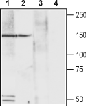 Anti-CACNA2D4 (Ca<sub>V</sub>α2δ4) (extracellular) Antibody - Carrier Free