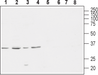 Anti-CACNG4 Antibody