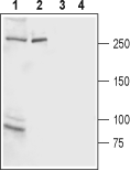 Anti-IP<sub>3</sub> Receptor-2 (ITPR2) Antibody - Carrier Free