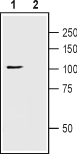 Anti-TRPC1 (extracellular) Antibody - Carrier Free