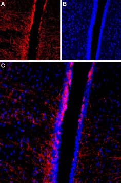 Anti-TRPC4 (extracellular) Antibody