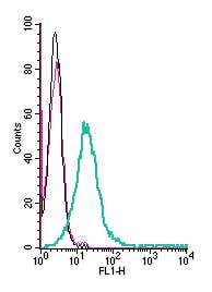 Anti-TRPC6 (extracellular)-FITC Antibody