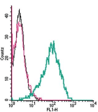 Anti-TRPC6 (extracellular) Antibody