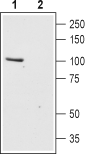 Anti-TRPC6 (extracellular) Antibody - Carrier Free
