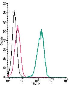 Anti-TRPV4 (extracellular) Antibody