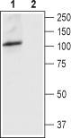 Anti-TRPV4 (extracellular) Antibody - Carrier Free