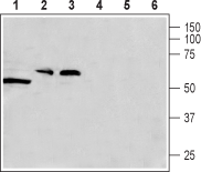 CACNG8 Blocking Peptide