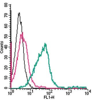 Anti-TRPM2 (extracellular)-FITC Antibody
