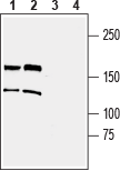 TRPM2 (extracellular) Blocking Peptide