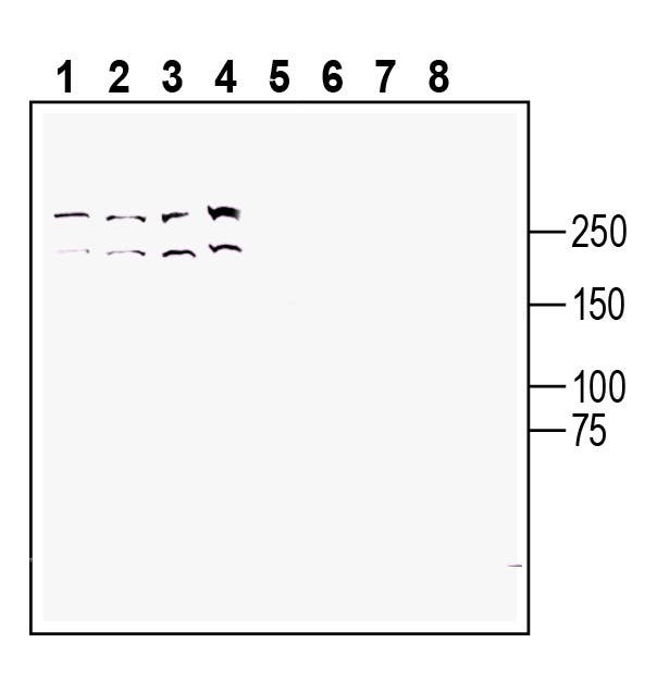 TRPM7 (extracellular) Blocking Peptide