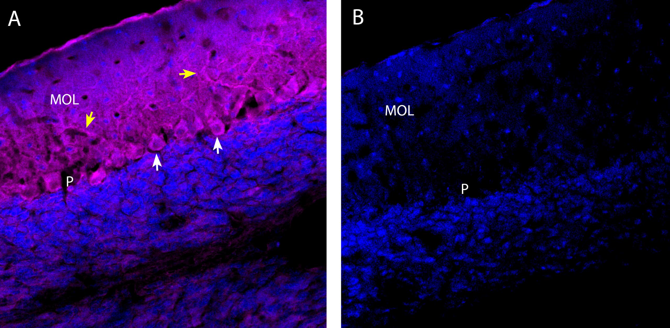 Anti-Ca<sub>V</sub>1.2 (CACNA1C) (extracellular)-ATTO Fluor-647N Antibody
