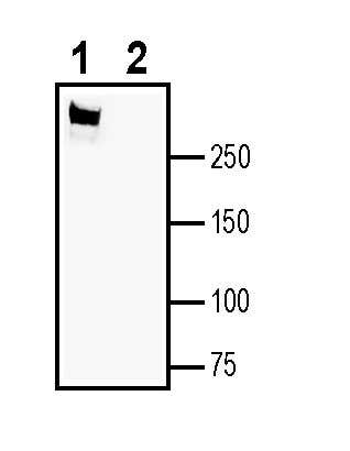 CaV1.2 (CACNA1C) (extracellular) Blocking Peptide
