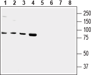 Anti-Human TRPV2 (VRL1) (extracellular) Antibody - Carrier Free