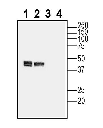 Anti-CALHM2 (extracellular) Antibody - Carrier Free