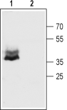 Anti-Connexin-43 Antibody - Carrier Free