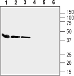 Anti-Connexin-37 Antibody