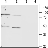 Anti-Connexin-40 (GJA5) Antibody