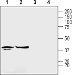 Connexin-45/GJC1 Blocking Peptide
