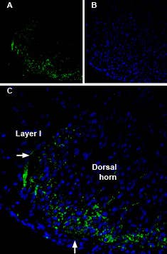 Anti-Connexin-36-ATTO Fluor-488 Antibody