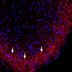 Anti-Connexin-36 Antibody