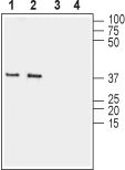 Connexin-36 Blocking Peptide